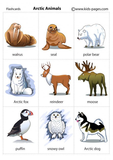 Arctic Animals